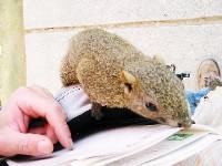 ���X���̃��X