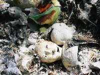 �R���c��l�`