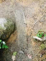 �R���ɂ��Ă����w�̐�