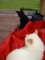 ��O���u�j�C�����v