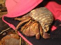 �I�J���h�J��