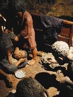 �����q�̌�����������̑�