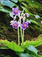 �C���^�o�R