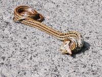 �ϔO���ēۂ܂ꂿ�܂��A���ЂЂЂЁi�ƃw�r����j