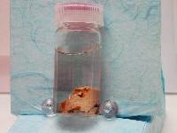 �퐶�l�̔]�݂�