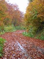 ���R�z���̋���