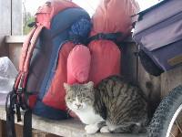 �������Ă���L