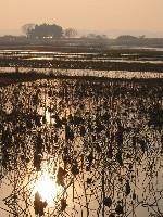 �[���ɉf����n�X�c