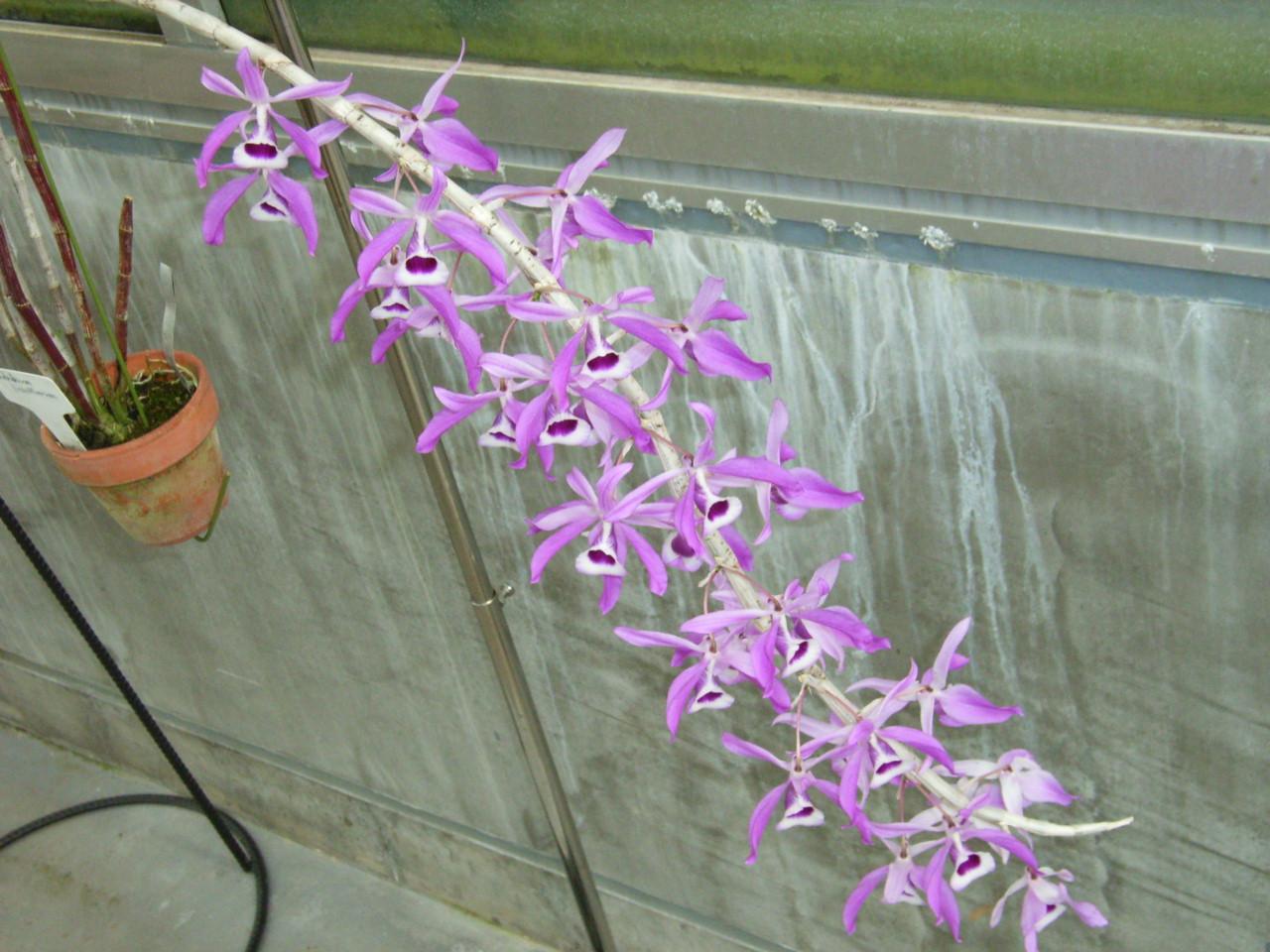 http://www7a.biglobe.ne.jp/~flower_world/images/200601/Dendrobium%20lituiflorum%20b.JPG