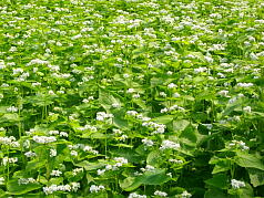 KGSガイドツアー4