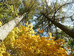 Forest of Muse Karuizawa