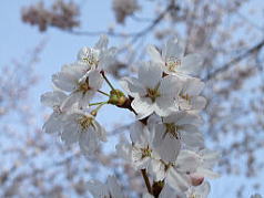 オーダーメイドプラン