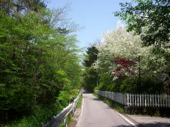 旧軽井沢ウォーキング