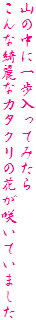 R̒ɈĂ݂
YȃJ^N̉Ԃ炢Ă܂