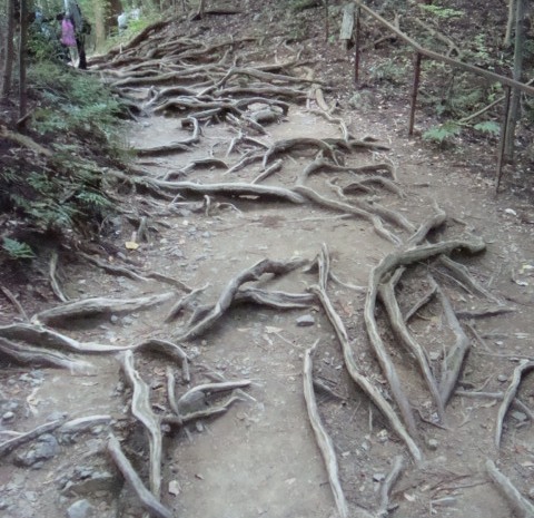 木の根道の写真