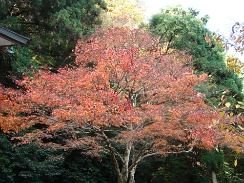 2008年11月23日に撮影した霊宝殿前の紅葉の写真