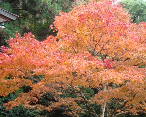 2008年11月15日に撮影した霊宝殿前の紅葉の写真