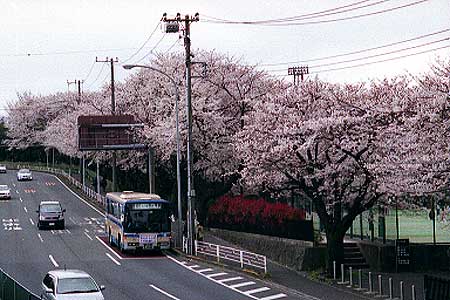 ついに最終日を迎えた９５系統　曇り空しかし桜満開　哀しくも晴れやかな最後か