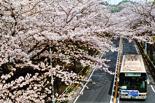 ２００９年４月８日　神奈川県横浜市旭区