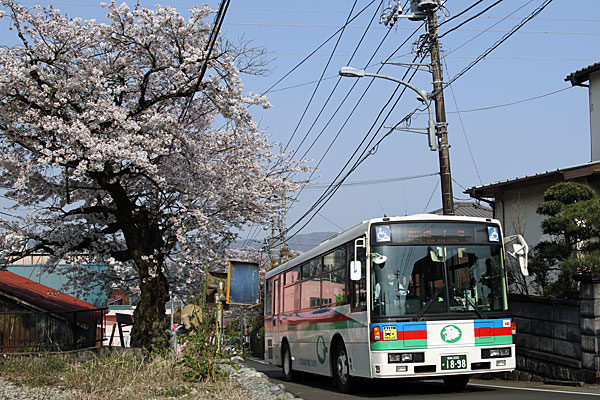 ２０１９年４月６日撮影　神奈川県南足柄市