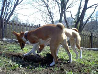 トーチャンの目がおかしいのか、たらちゃんの後ろ足が朝青龍に見える・・・