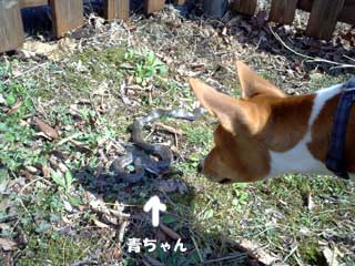 たらちゃん、いぢめちゃダメだよ。仲ヨチだよ。