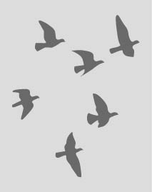 fly toward the Horizon