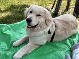 �k�C���̉Ă������I