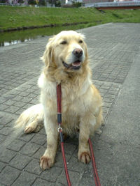 ���ɓ������̂ŔG��Ă܂��B�u�΋���v�ɂ�