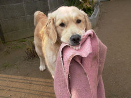 �ѕz�̈��������������D��