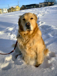 ��̒��œ����܂���B��D���ȁu�ˈ鏌�����v