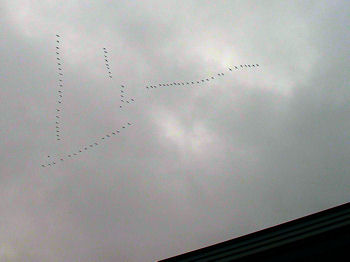 �����̌Q��