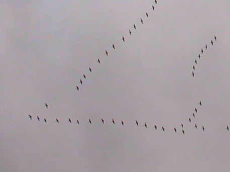 �����̌Q��