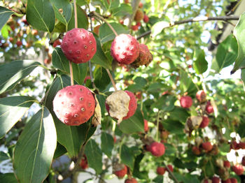 ��܂ڂ����̎�