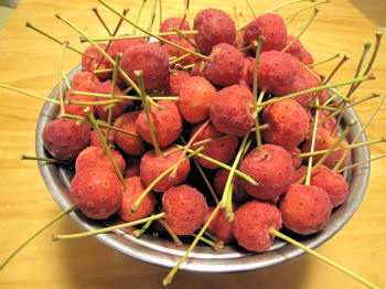 ��܂ڂ����̎�