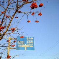 �i�i�J�}�h�̎�