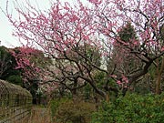 �����S�ԉ� �~�܂�