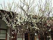 �����S�ԉ� �~�܂�