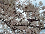 ���J�̎}�Ŗ������΂ރq���h��