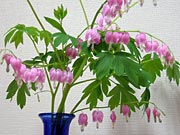 �P�}���\�E