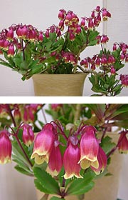 �J�����R�G���j�E�t���[��