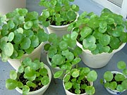 �E�H�[�^�[�}�b�V�����[��