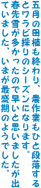 五月の田植も終わり、農作業もひと段落するとワラビ採りのシーズンになります。
春先雪が多かったので早いと思いましたが出ていました、いまが最盛期のようでした。