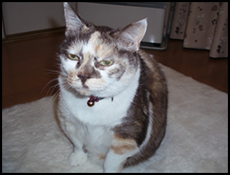 ���񂲂����