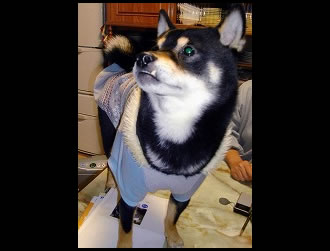 �ނ�������