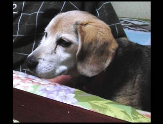 �e�B�X����