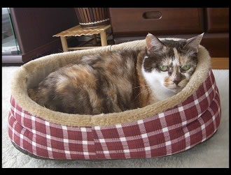 ���񂲂����