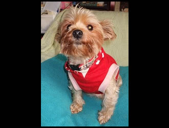 �L�����f�B�����