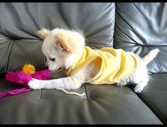 �\�t�B�����