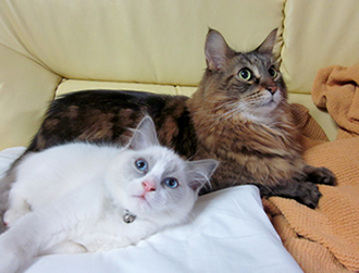 �����炿���@�������